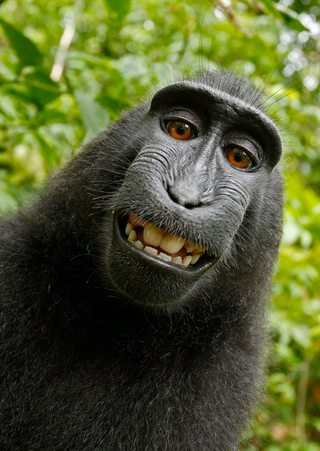 Illustration for article titled Who Owns Copyright On A Selfie Taken By A Monkey?